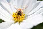 A wasp in mom's garden