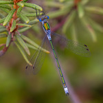 Pudrad smaragdflicksl&auml;nda