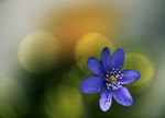 Den blåa blomman