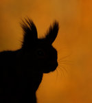 Portr&auml;tt p&aring; ekorre