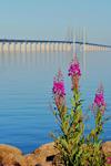 Öresundsbron i Solsken