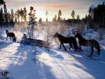 Hästar i vinterlandskap....se mer på www.bad-boys.se