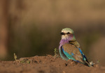 LILAC-BREEASTED ROLLER