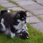 Alaskan Malamute