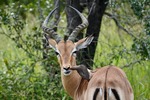 Red-billed Oxpecker and Impala