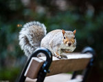 Squirrel in City Hall Park
