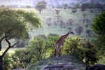 Giraff i morgonljus