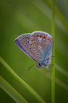 Polyommantini 2
