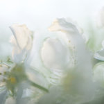 Den blommande häggen..