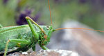 Grön vårtbitare (Tettigonia viridissima)