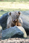 Highland cattle