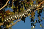 White-breatsed Woodswallows