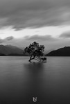 Lonely Tree of Lake Wanaka