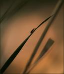 I v&auml;ntan p&aring; ljuset