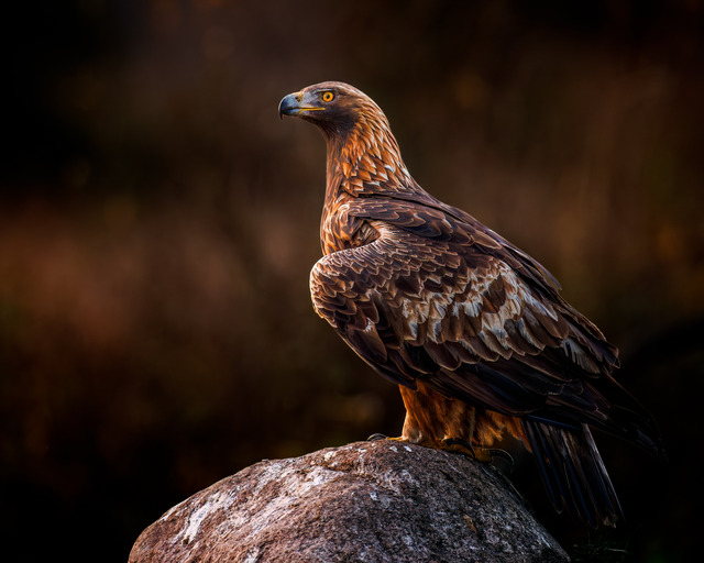 The King on its rock