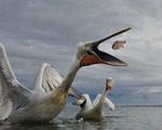 Krushuvade pelikaner #6