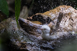 White-hooded Babbler