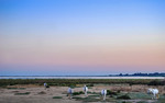 Vildhästar på stranden i Camargue