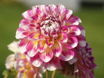 Min favorit Dahlia