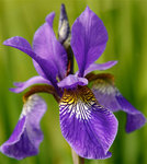 Iris2