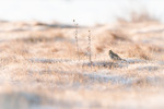 Sånglärka i frost