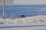 Rådjur i vid sjön.