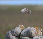 Minne från en sommaräng