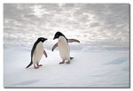 Pingviner