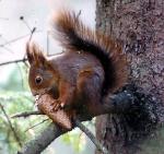 Ekorn satt i granen....