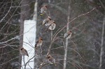 Sidensvansarna åter på besök