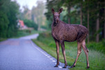 Möte i arla morgonstund