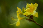 Azalea