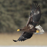 Steller´s Sea Eagle