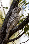 Tawny Frogmouth (Australisk grodmun)