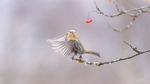 Tallbit / Pine Grosbeak