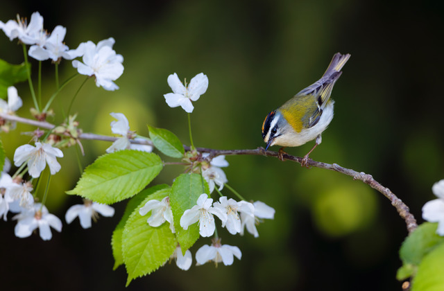 Bland sommarblomster II