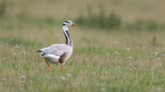 Stripgås | Bar-headed goose