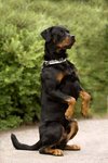 Rottweilern Loke sitter kanin