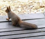 Jag k&auml;nner mig iakttagen