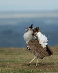 Kori Bustard