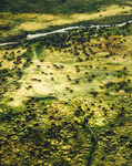 Okvango Buffalo