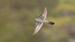 G&ouml;k / Common Cuckoo