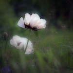 Förstora en Papaver