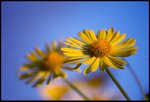 Yellow flower