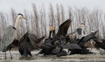 GREATE CORMORANT  GRAY HERON