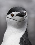 Chinstrap penguin