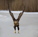 P&aring; t&aring;...