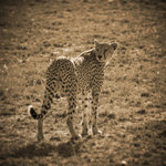 Gepard