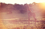 Giraff i aftonsolen