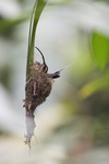 Green Hermit Hummingbird (female)